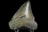Fossil Megalodon Tooth - Sharp Serrations #138990-2